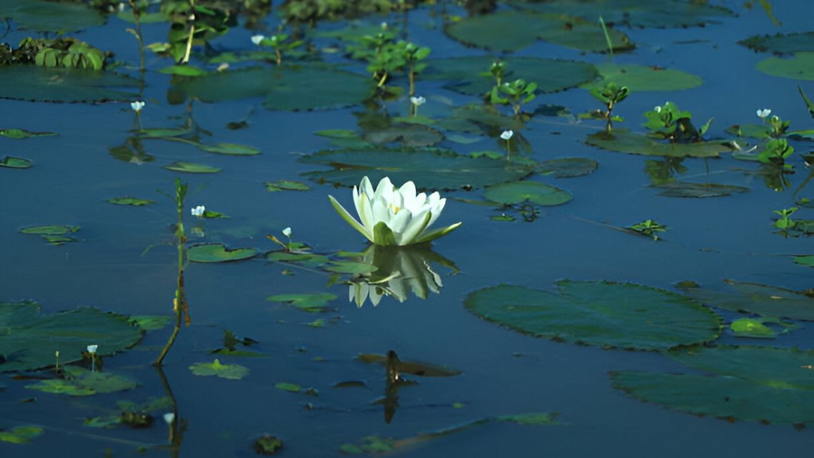 Seasonal Pond Care for Year-Round Beauty